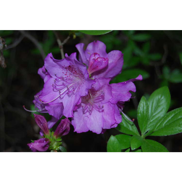 Rhododendron mucronulatum var. maritimum - seaside Korean rhododendron