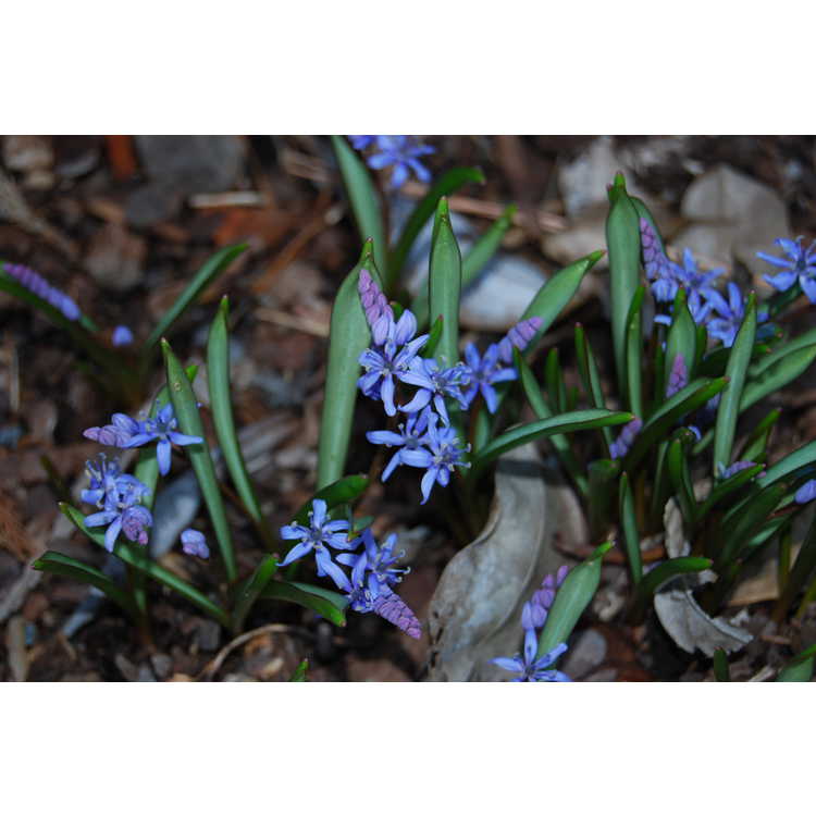 twin-leaf squill