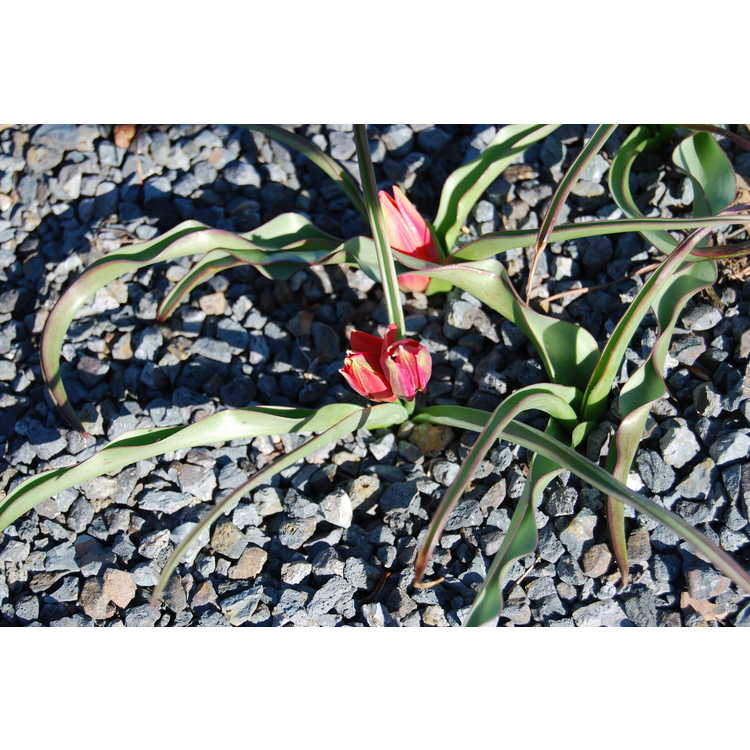 Tulipa 'Little Princess' - miniature tulip