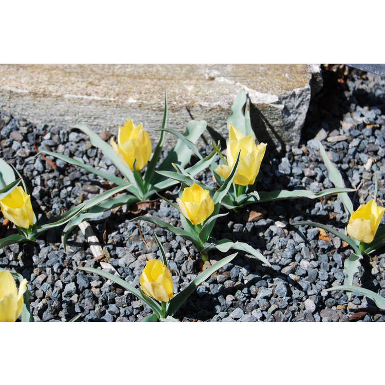 Tulipa linifolia [Batalinii Group] 'Bright Gem'