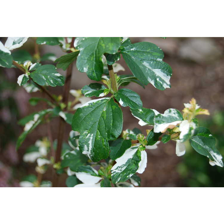 Viburnum foetidum (variegated)