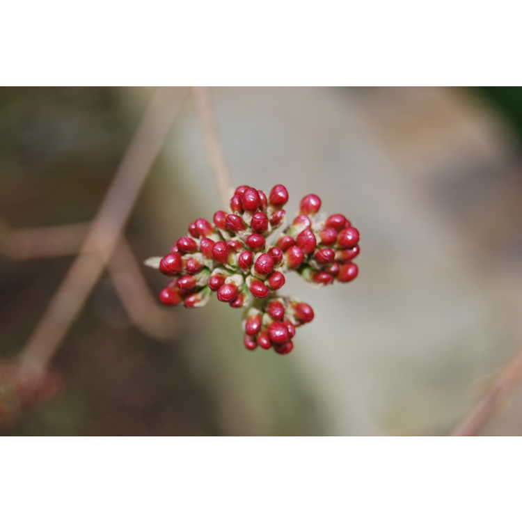 Viburnum ×burkwoodii 'Mohawk'