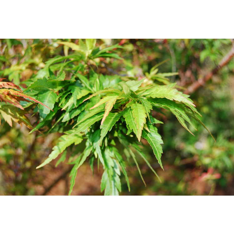 <em>Acer palmatum</em> 'Hagoromo'