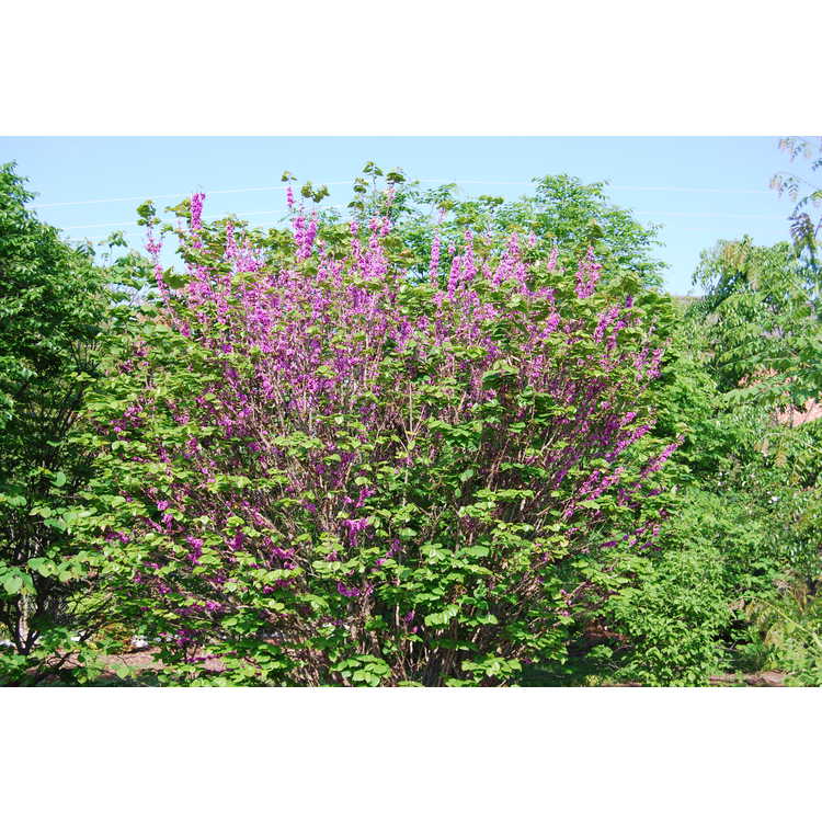 Cercis-chinensis-Early-form-003-JCRA-4-30-08.JPG