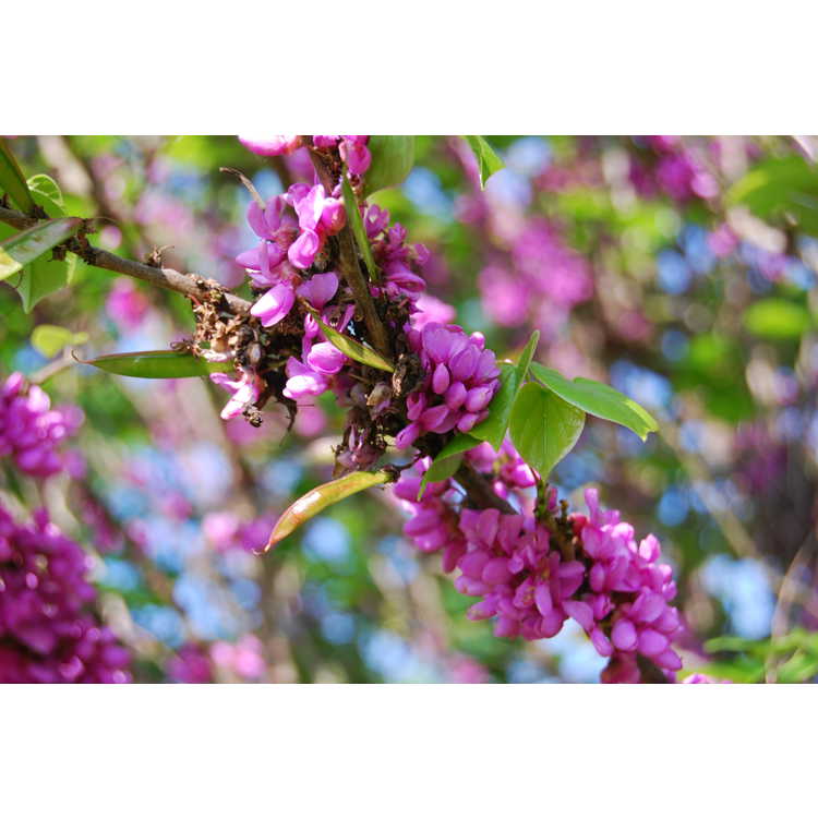 Cercis-chinensis-Early-form-004-JCRA-4-30-08.JPG