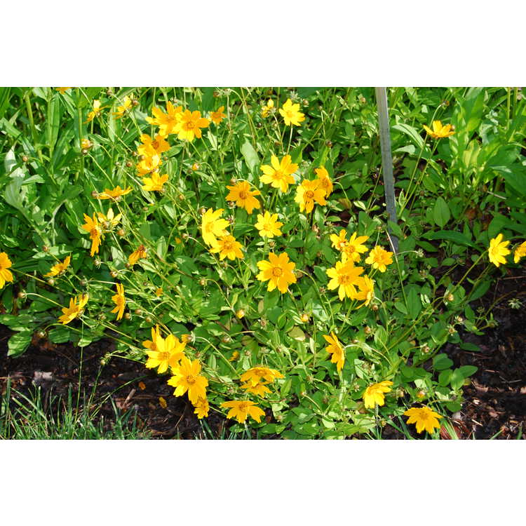 Coreopsis auriculata - lobed coreopsis