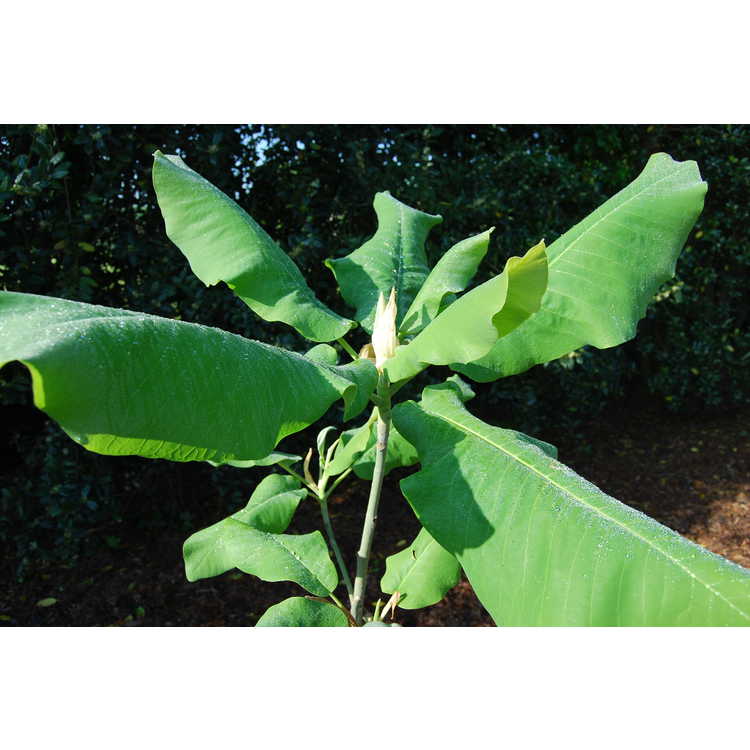 Magnolia macrophylla var. ashei