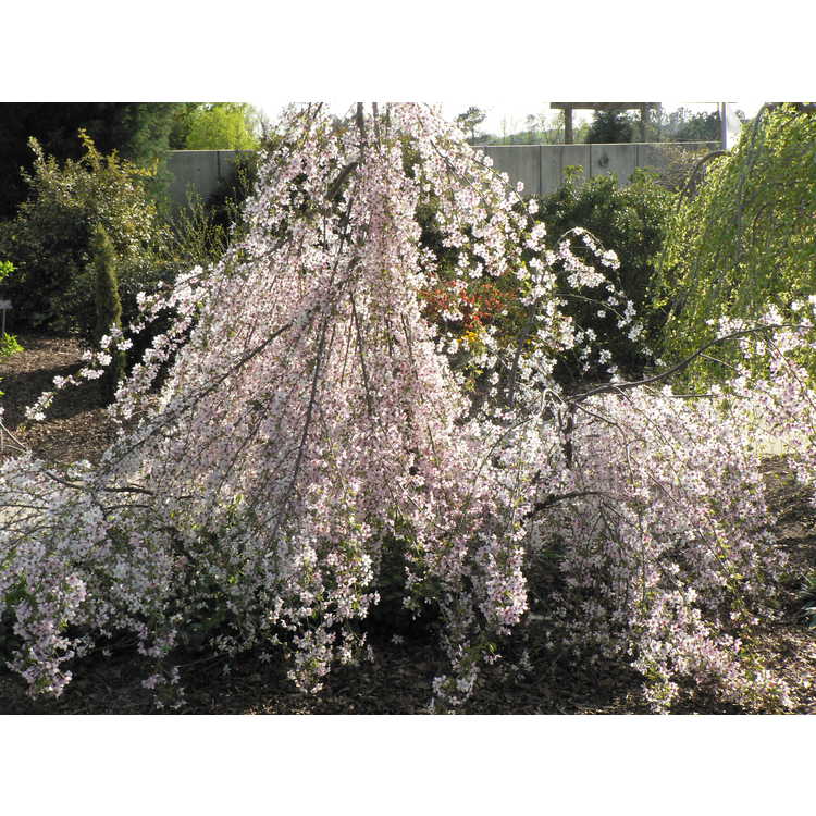 Prunus incisa Pendula