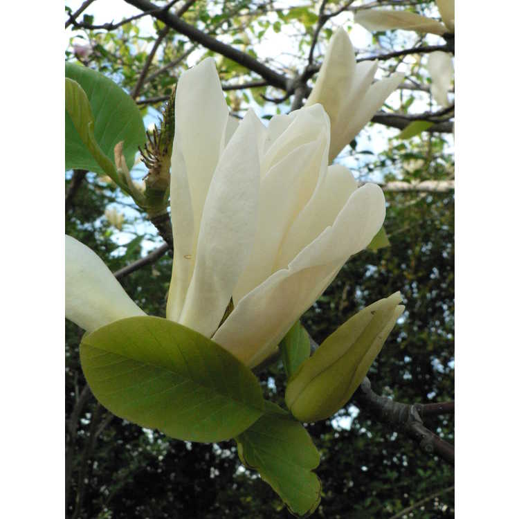 Magnolia 'Legend' - Leach hybrid magnolia