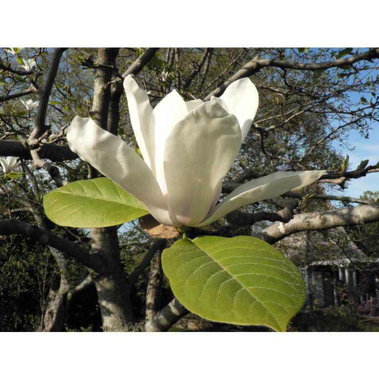 Magnolia 'Elisa Odenwald' - Gresham hybrid magnolia