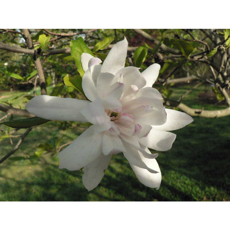Magnolia stellata Chrysanthemumiflora