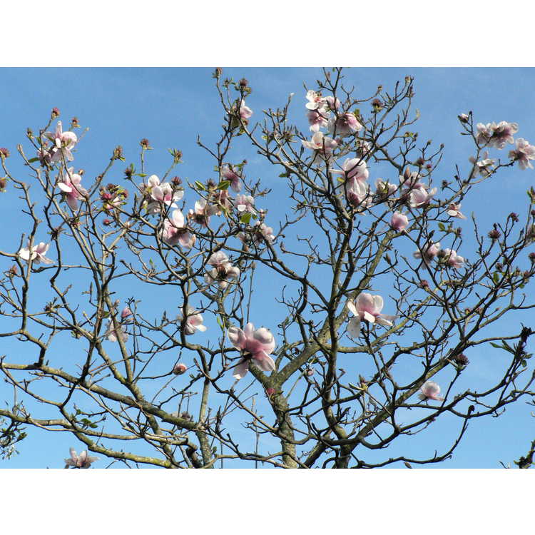 Magnolia 'Iolanthe'