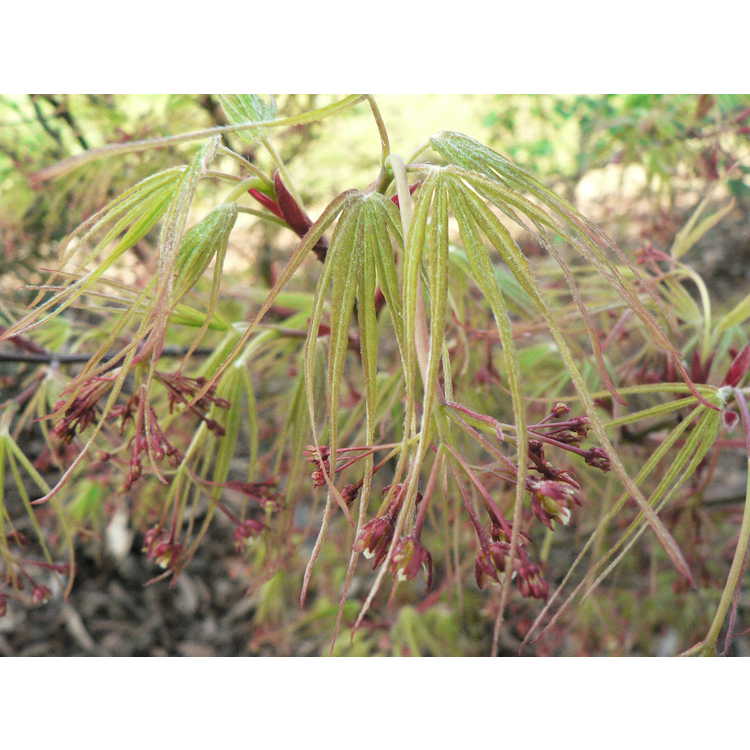 Acer palmatum 'Linearilobum' - green narrowleaf Japanese maple