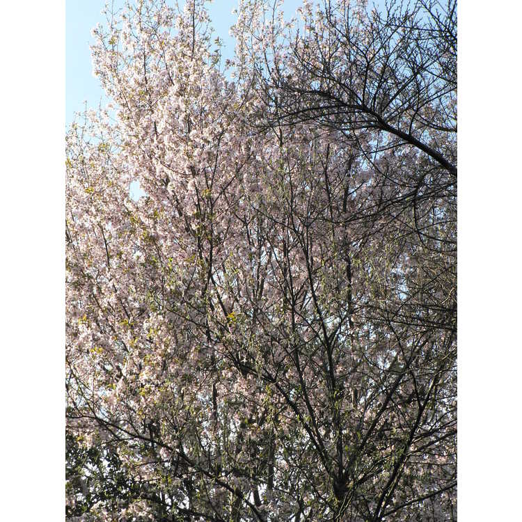 Prunus sargentii 'S. Edward Muller' - upright Sargent's cherry