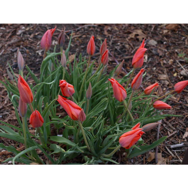 <em>Tulipa albertii</em>