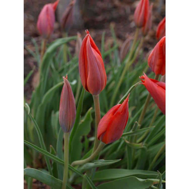 Tulipa albertii