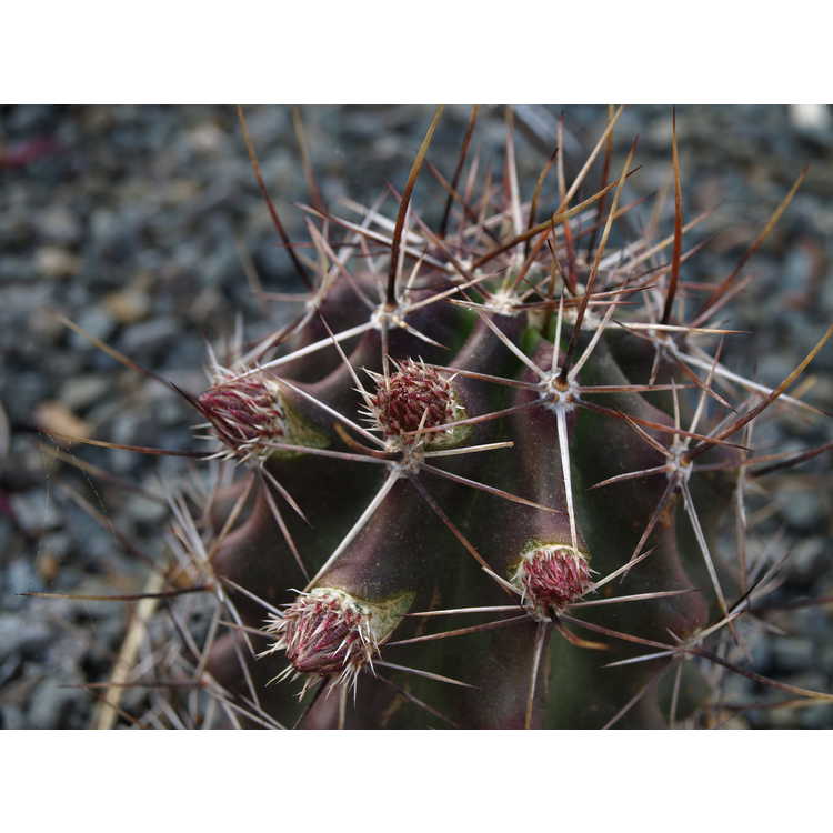 Echinocereus fendleri - pinkflower hedgehog cactus