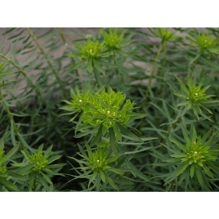 Euphorbia 'Dean's Hybrid'