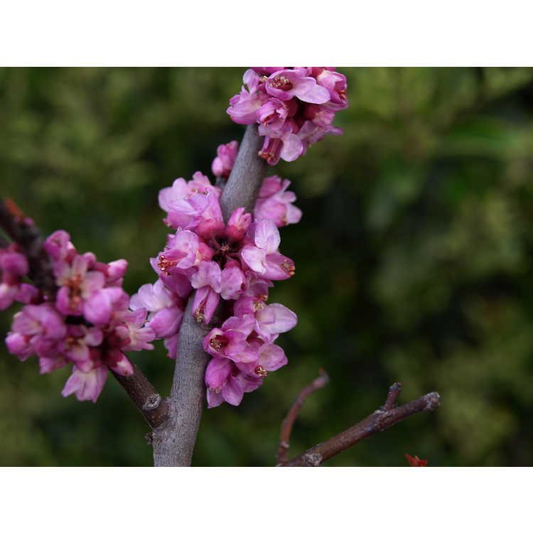 Cercis canadensis 'Little Woody' - compact eastern redbud