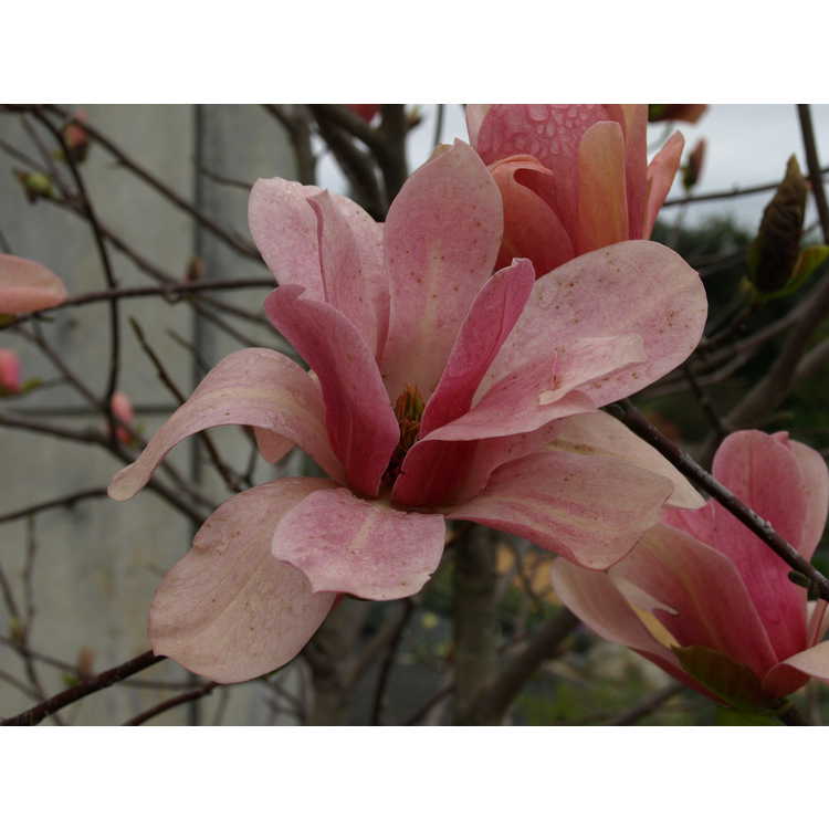 Magnolia 'Coral Lake' - Leach hybrid magnolia