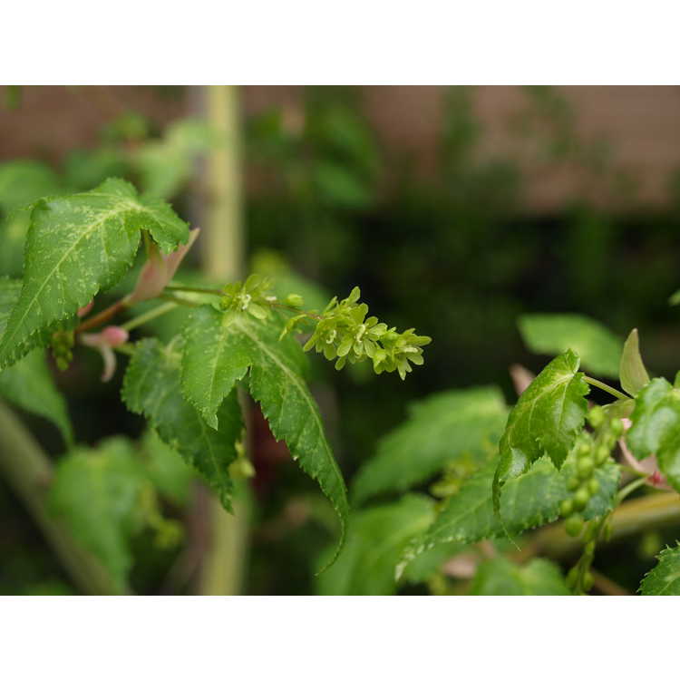 <em>Acer crataegifolium</em> 'Veitchii'