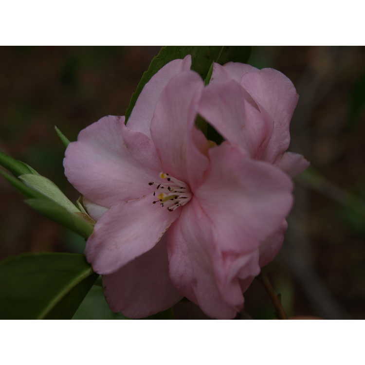 Camellia 'Blushing Fountains' - hybrid camellia