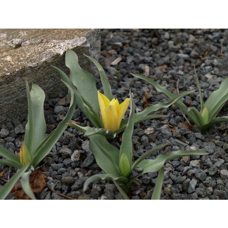 Tulipa linifolia [Batalinii Group] 'Bright Gem'