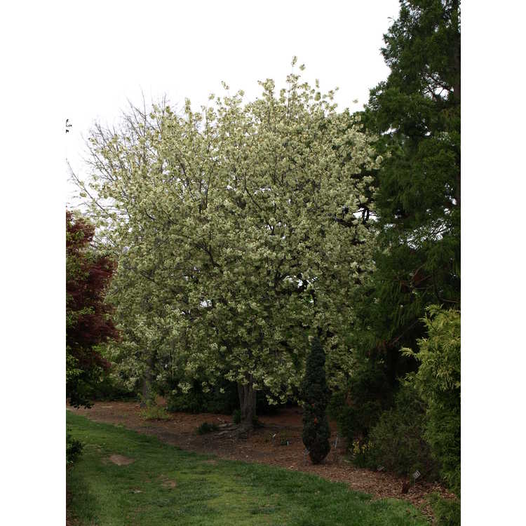 Prunus Ukon