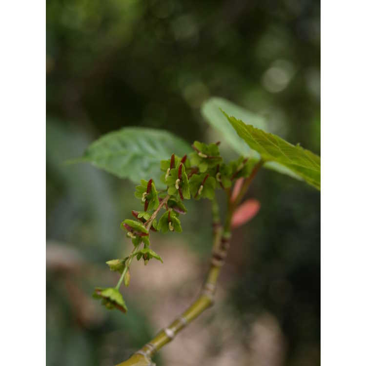 Acer davidii × A. tegmentosum - hybrid snakebark maple