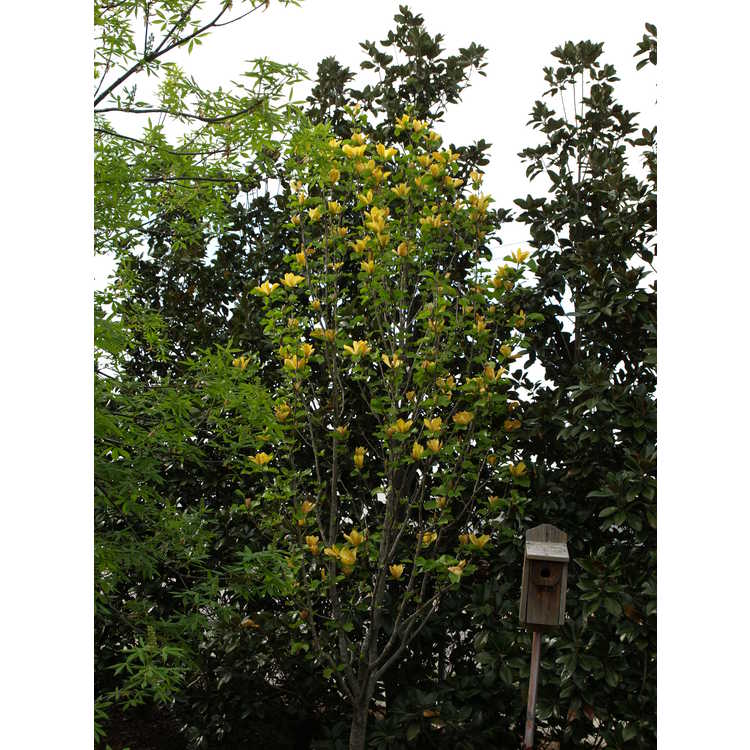 Magnolia 'Judy Zuk' - Brooklyn Botanic Garden hybrid magnolia