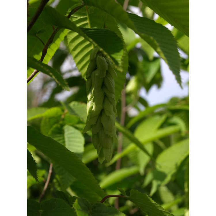 Ostrya japonica - Japanese hophornbeam