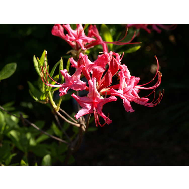 Rhododendron bakeri Clyo Red