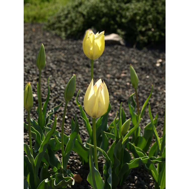<em>Tulipa marjolettii</em>