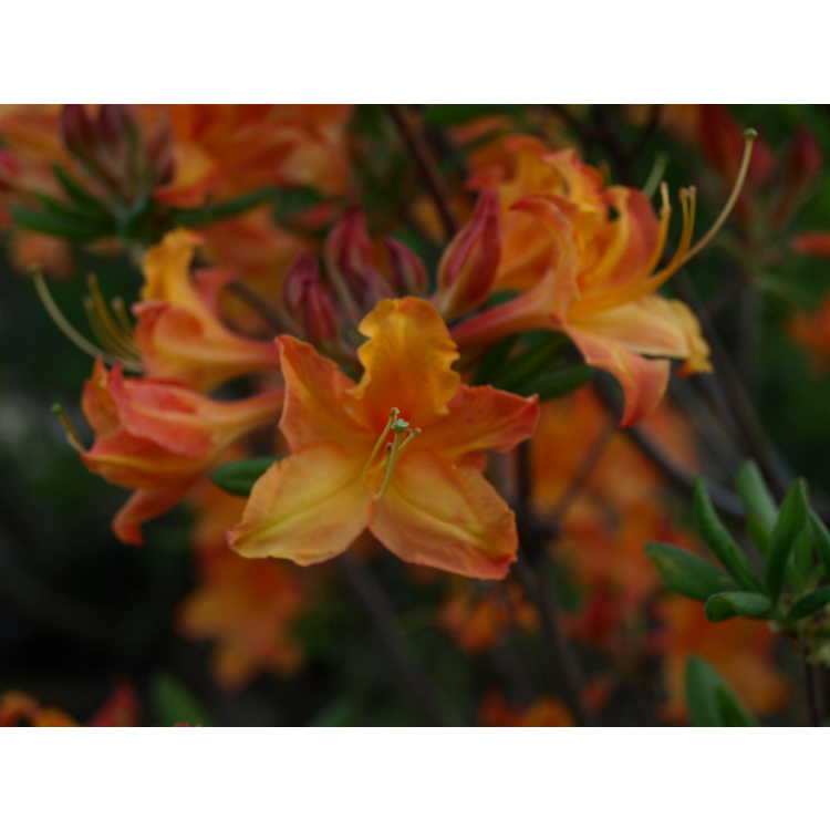 Rhododendron Sunrise