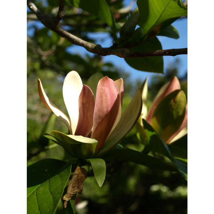 Magnolia brooklynensis Woodsman