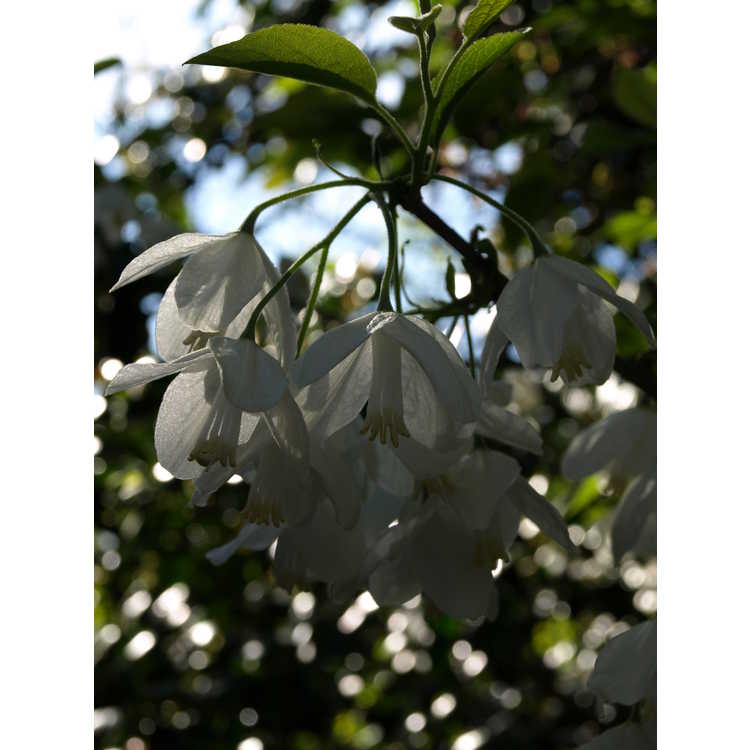Halesia diptera var. magniflora - Florida silverbell