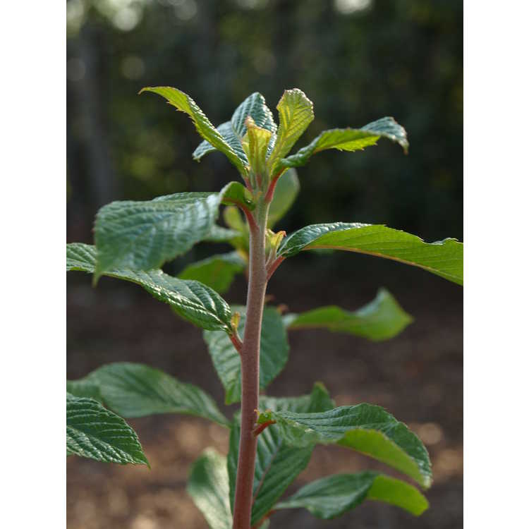 Clethra alnifolia 'Sherry Sue' - redtwig summersweet clethra