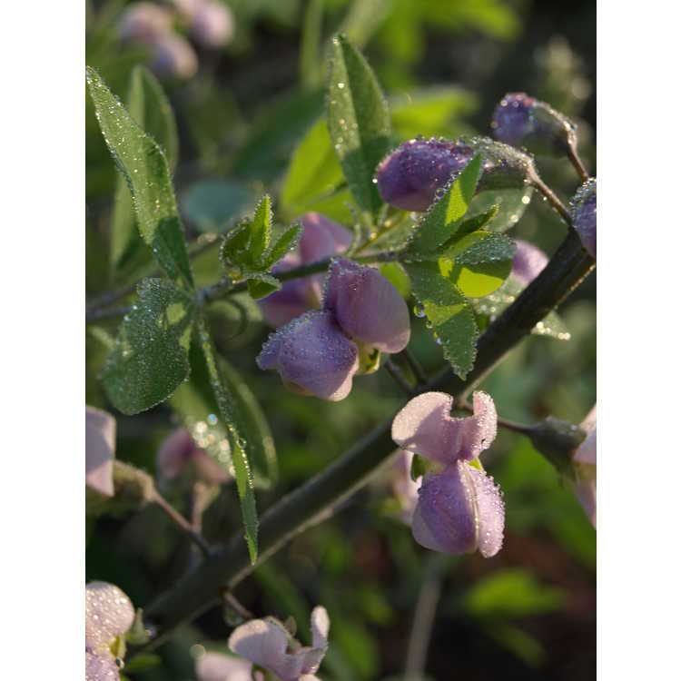 Baptisia (lavender) - lavender wild-indigo
