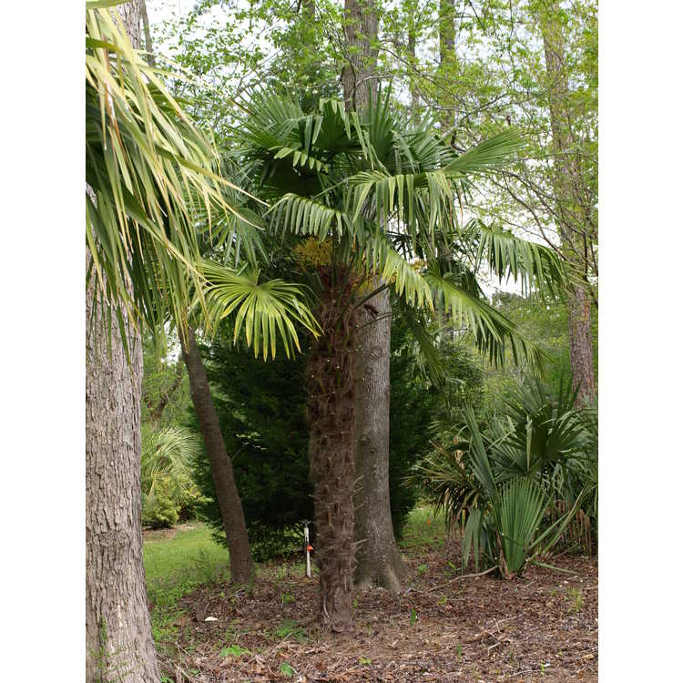 Trachycarpus fortunei 'Taylor's Hardy' - hardy windmill palm