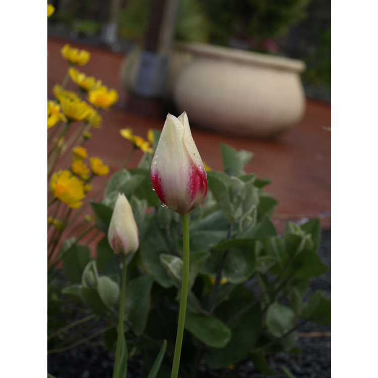 <em>Tulipa marjolettii</em>