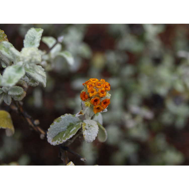 Buddleja marrubiifolia - woolly butterfly-bush