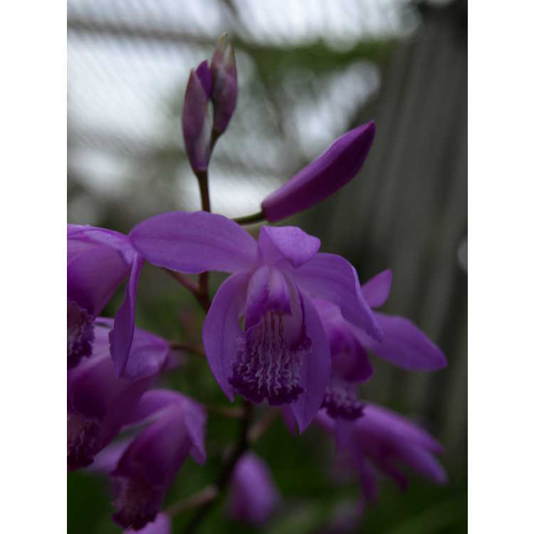 Bletilla striata - ground orchid