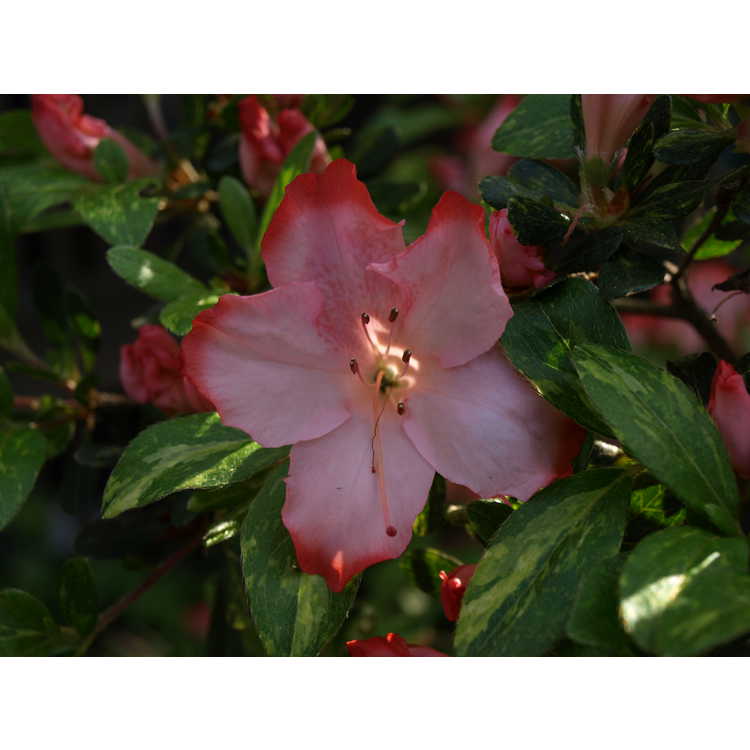 Rhododendron 'Keisetsu' - Satsuki hybrid azalea