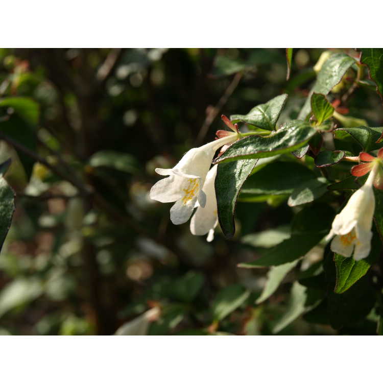 Abelia spathulata - twin-flowering abelia
