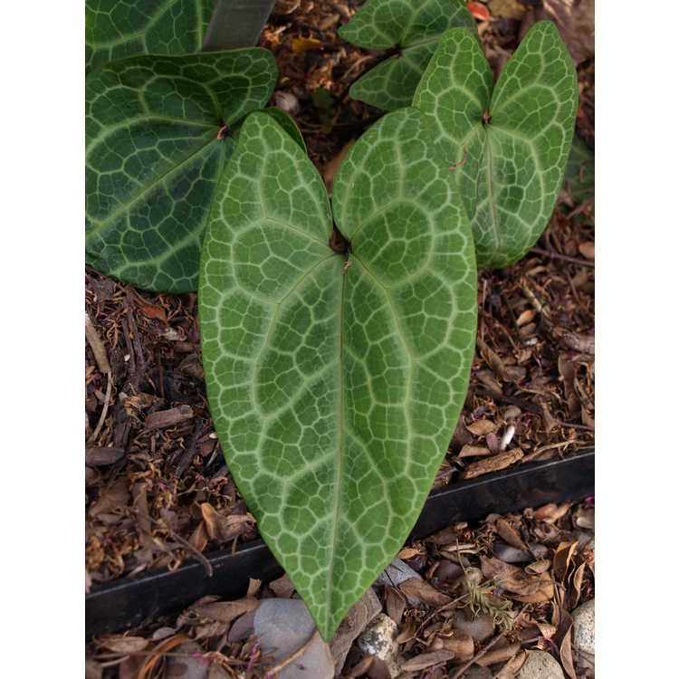 Asarum porphyronotum - glossy-leaf wild-ginger