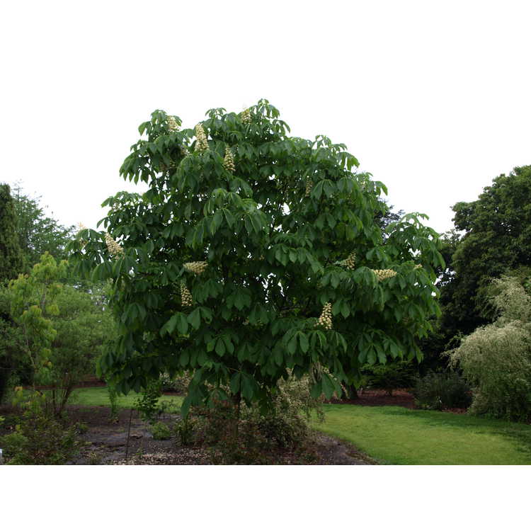 Aesculus turbinata - Japanese horse chestnut