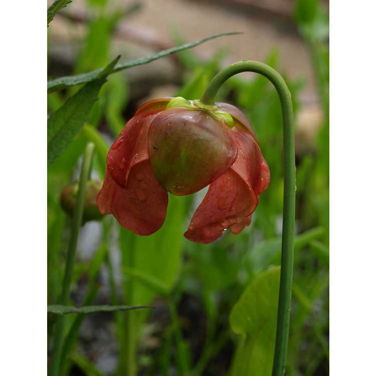 Catesby's pitcher plant