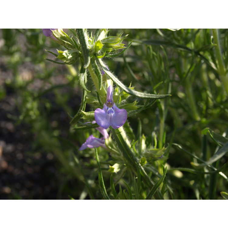 Salvia engelmannii