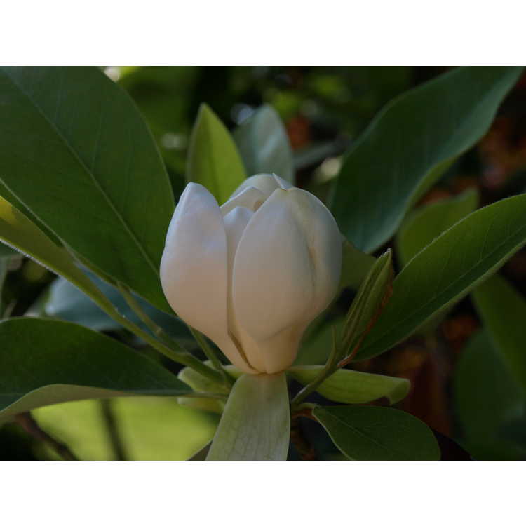 Magnolia virginiana australis Louisiana form