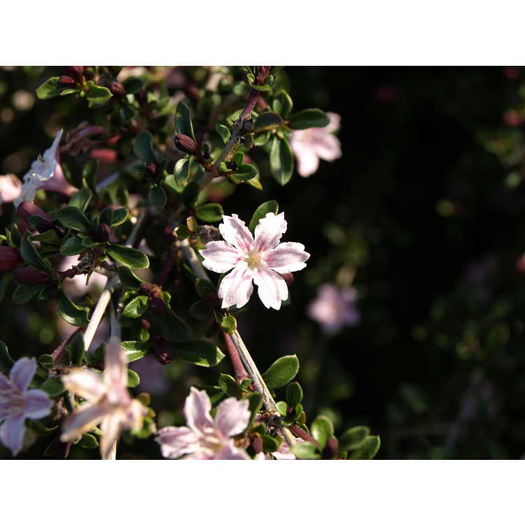 Serissa japonica Apple Blossom